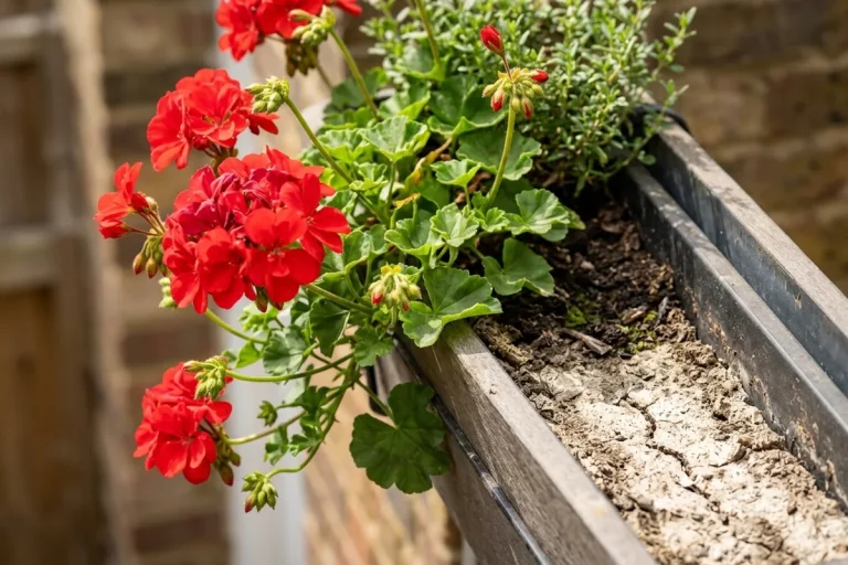 Best courtyard garden ideas for small urban homes