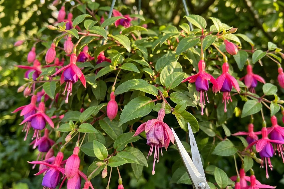 Best flowers for shady gardens that still bring colour