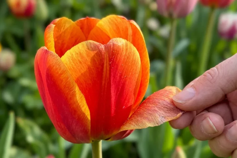 Best tulip varieties for colourful spring gardens