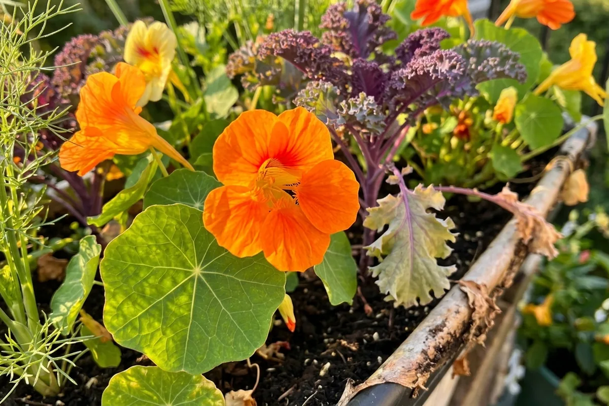 Foodscaping ideas that mix flowers, herbs and vegetables beautifully