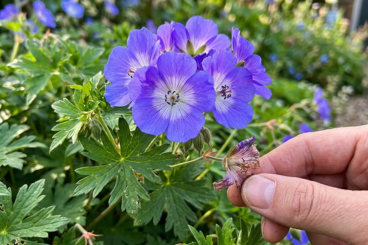 How to care for Geranium Rozanne for continuous summer blooms