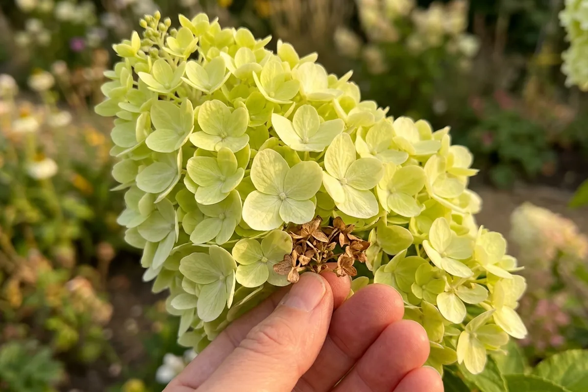 How to care for Hydrangea Limelight in British gardens