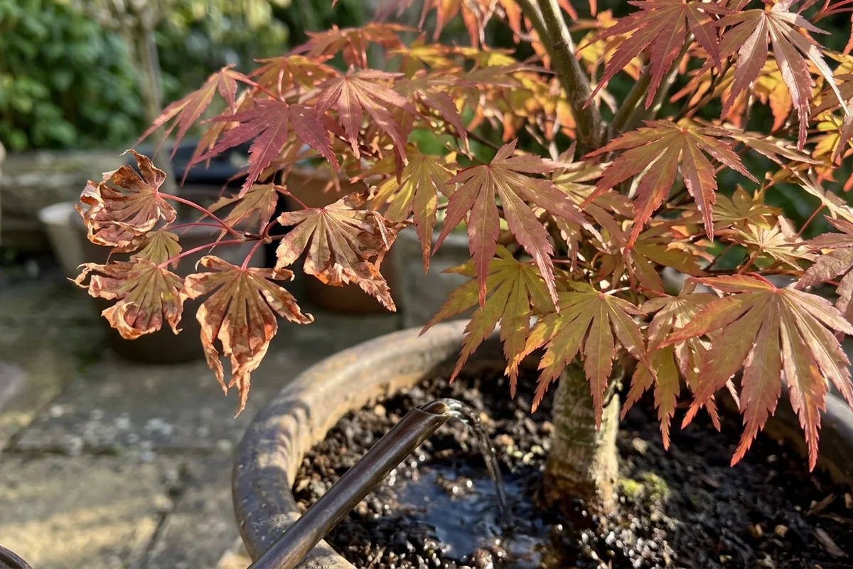 How to care for Japanese maples in pots during hot and windy weather