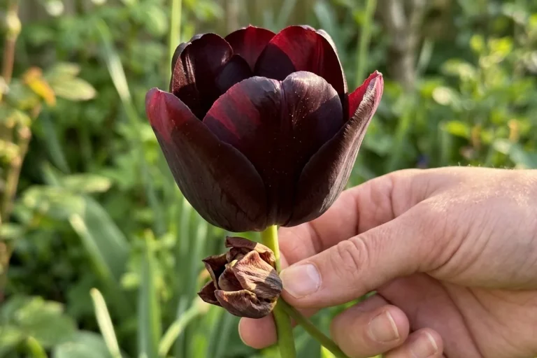 How to grow black tulip style flowers for dramatic spring colour