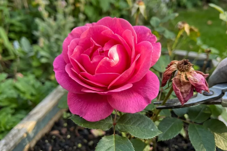 How to keep roses blooming longer in small gardens