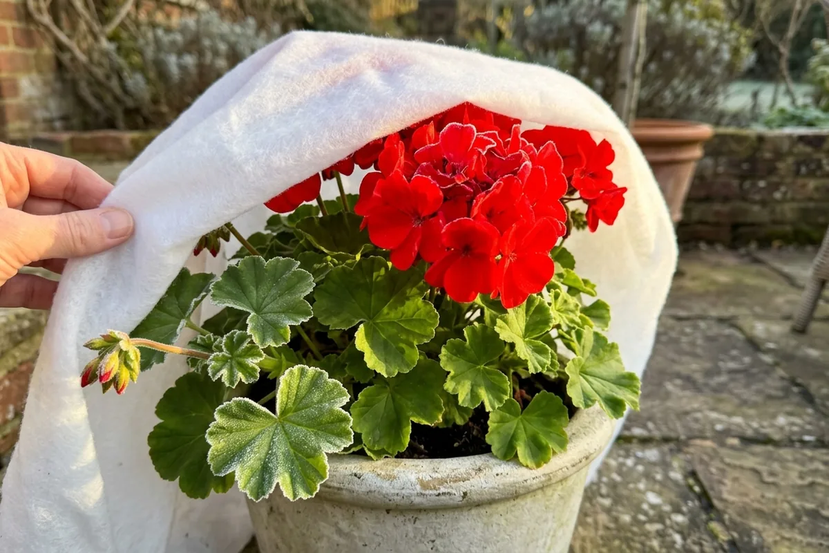 How to protect patio plants when spring nights turn cold