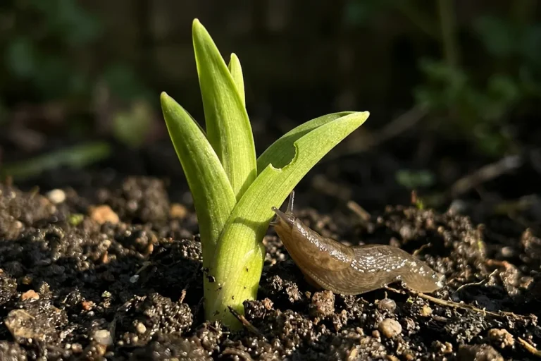 The slug check to make before new shoots disappear