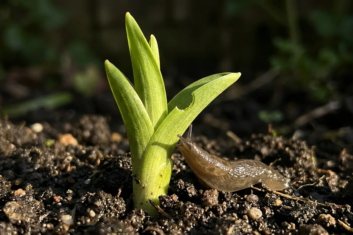 The slug check to make before new shoots disappear