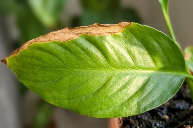 Why plant leaves scorch even when the soil is damp